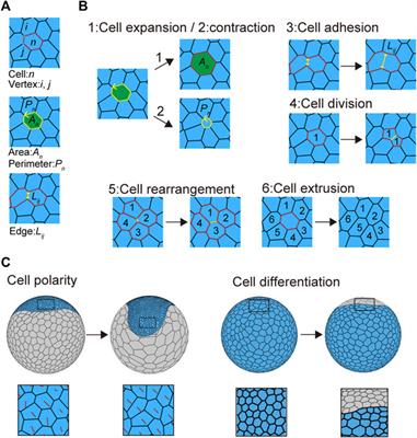 Virtual spherical-shaped multicellular platform for simulating the morphogenetic processes of spider-like body axis formation